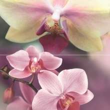 Blossom Панно P2D183 40х30 (из 2-х пл.)