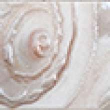 Listelo caracolas nacar Бордюр 5x60