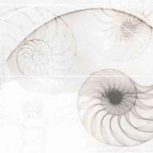 Nautilus панно ракушка многоцветный (NT2F453DT) 40x60
