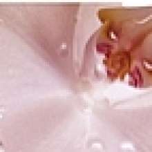 Porto Flowers listwa Бордюр 6х60