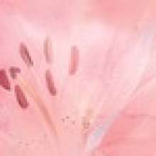 Lily Бордюр B300D154 30х4,5