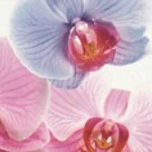 Decor Orchidea 1 Декор 10x20
