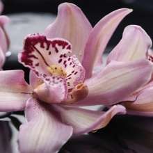 Porto "Orchid lila" Панно 50x120 (4пл)