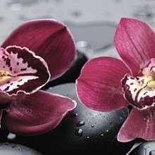 City Orchid Centro Декор 20x50