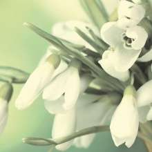 Porto Snowdrop Панно 50x60 (2пл)