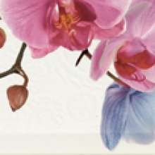 Decor Orchidea 4 Декор 10x20