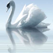 Porto Water and Swan А Панно 75x60 (3пл)