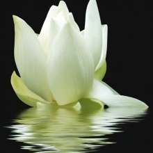 City White Lilies Панно 60x50 (3пл)