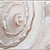 Listelo caracolas nacar Бордюр 5x60