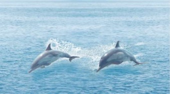 Dec Ocean Декор КВС16Ocean 25х45