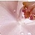 Porto Flowers listwa Бордюр 6х60
