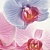 Decor Orchidea 1 Декор 10x20