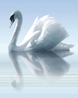 Porto Water and Swan А Панно 75x60 (3пл)