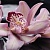 Porto "Orchid lila" Панно 50x120 (4пл)