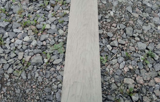 Albero