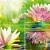Lotus P4D287 Панно из 4-х плиток 60х40
