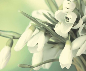 Porto Snowdrop Панно 50x60 (2пл)