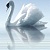 Porto Water and Swan А Панно 75x60 (3пл)
