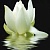 City White Lilies Панно 60x50 (3пл)